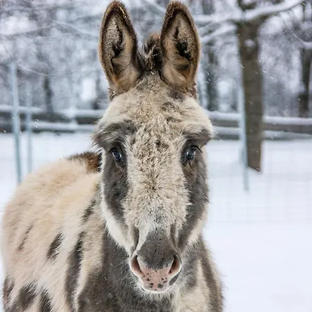 Gutshof 하르덴슈타인