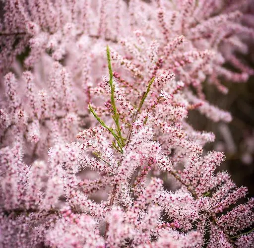 Gutshof فندق Hartenstein (Saxony)