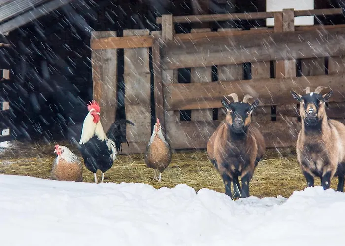 Gutshof فندق Hartenstein (Saxony)