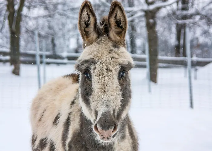 Gutshof Hartenstein (Saxony)